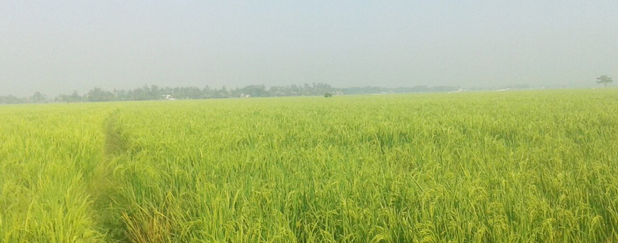 Jelang Panen, Sejumlah Petani di Kabupaten Bekasi Dibuat Resah Oleh Serangan Burung